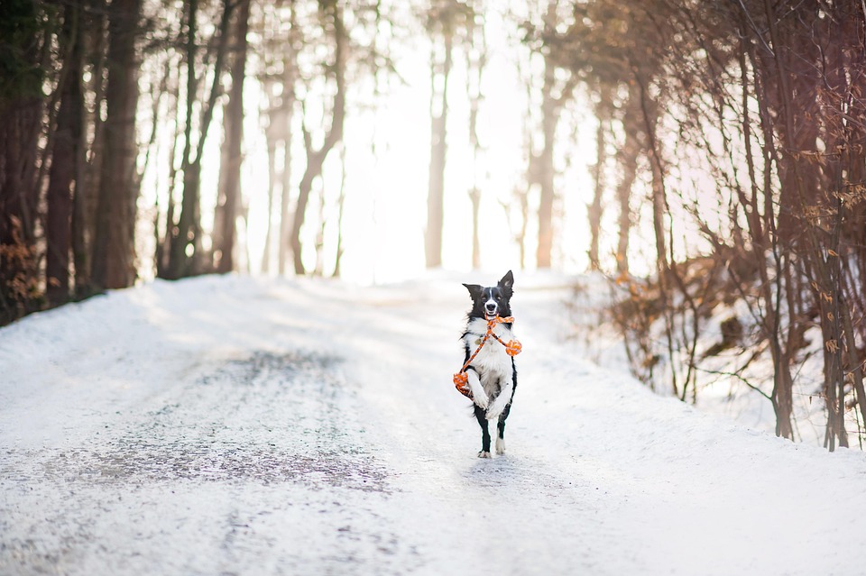 Winter care tips for dogs