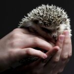 Winter care for small pets
