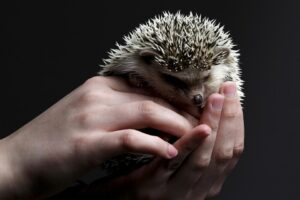 Winter care for small pets