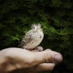 How to tame shy small pets