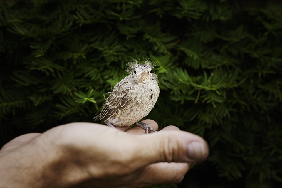 How to tame shy small pets