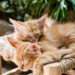 Housing multiple small pets
