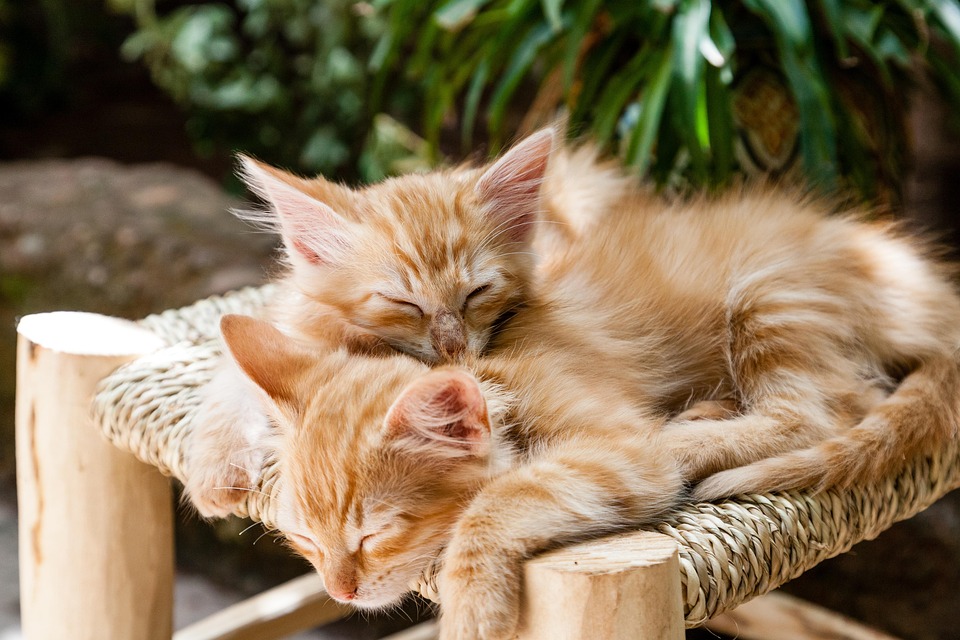 Housing multiple small pets