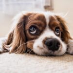 Dog ear infection symptoms