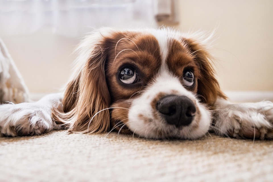 Dog ear infection symptoms