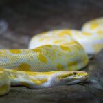 Best reptiles for beginners