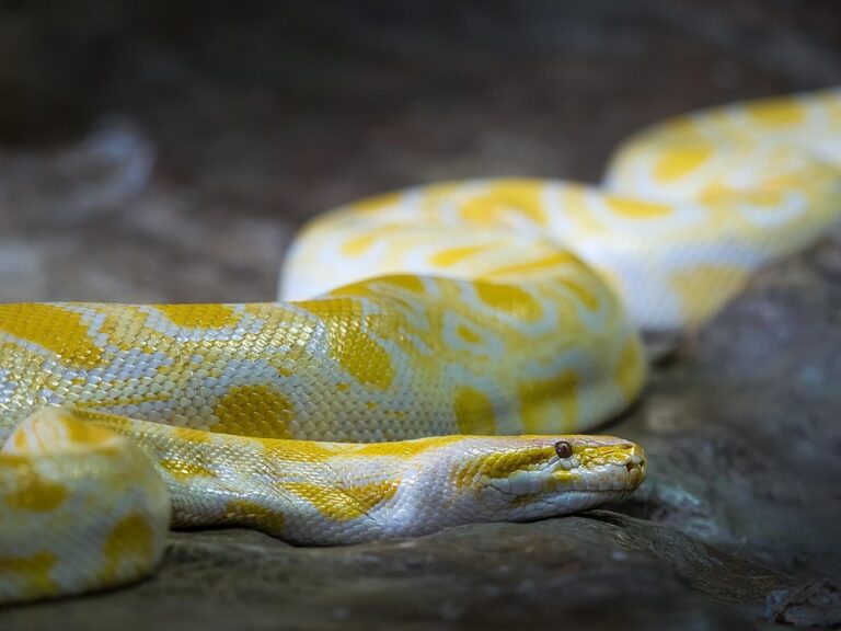 Best reptiles for beginners