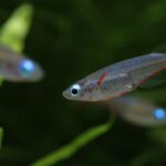 Best fish for beginners
