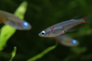 Best fish for beginners