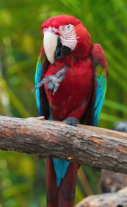 Best pet birds for beginners
