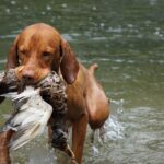 Best dog training apps