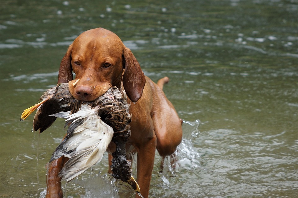 Best dog training apps