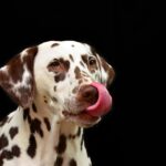 Best dog breeds for families