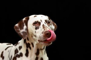 Best dog breeds for families