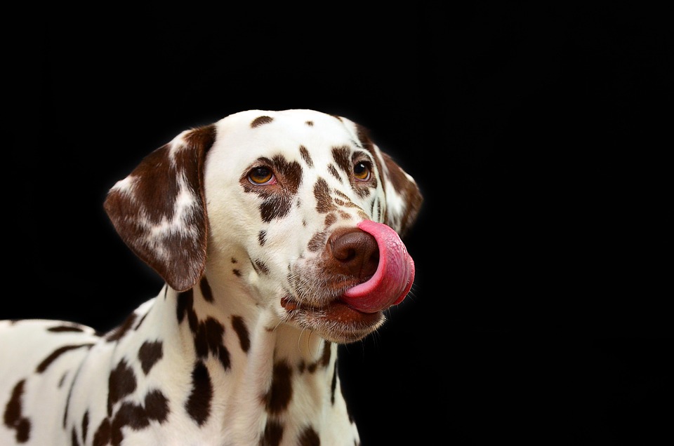 Best dog breeds for families