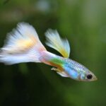 Best tankmates for guppies