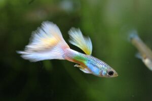 Best tankmates for guppies