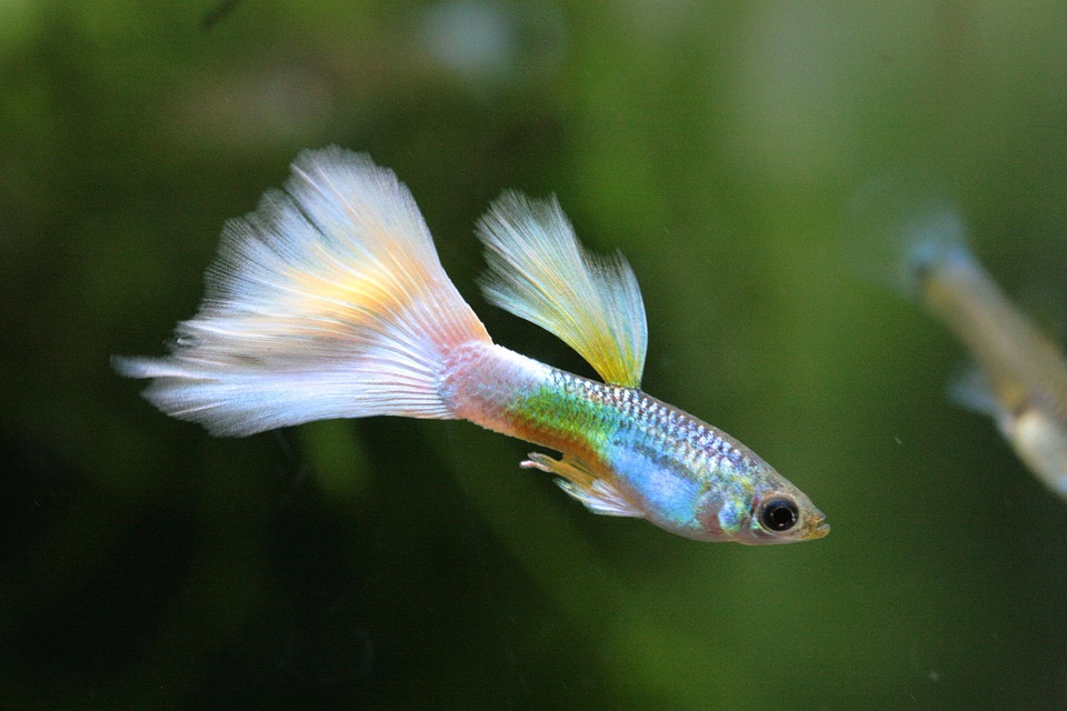 Best tankmates for guppies