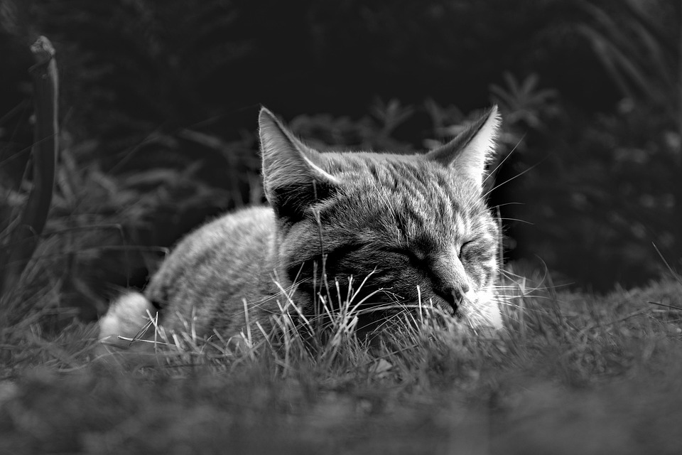 Bird sleep requirements