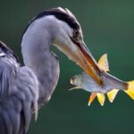 Bird mating behavior explained