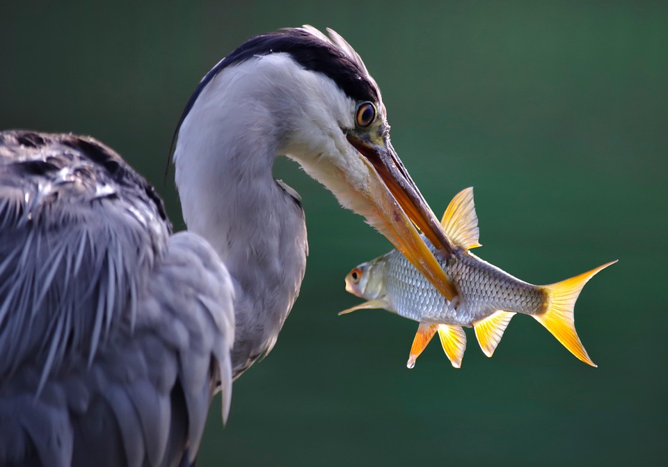Bird mating behavior explained